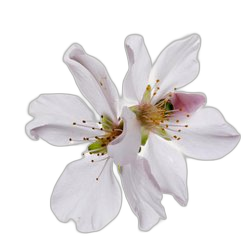 Cherry Blossom Nectar